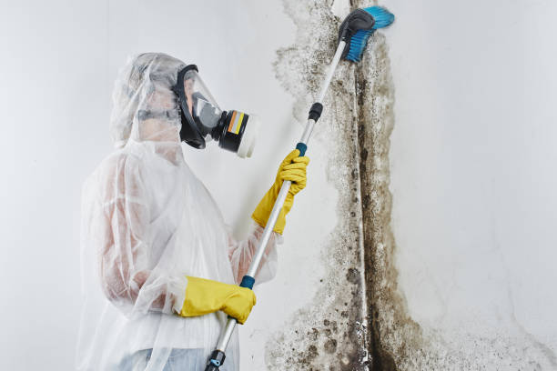 Best Mold Testing and Inspection Services in Lineville, AL