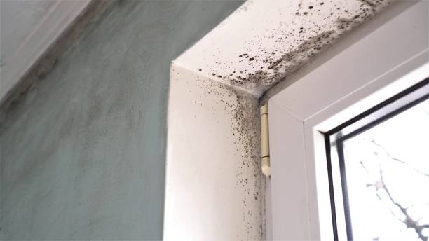 Best Black Mold Remediation in Lineville, AL