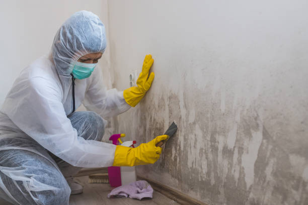 Best Residential Mold Remediation in Lineville, AL