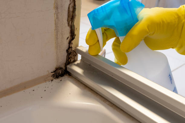 Best HVAC Mold Remediation in Lineville, AL