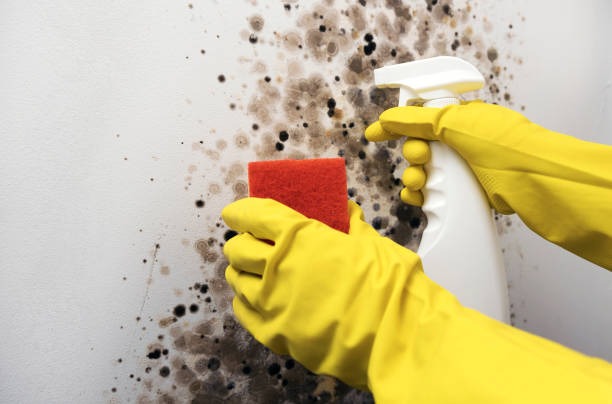 Best White Mold Remediation in Lineville, AL