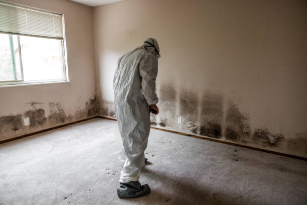 Best Health and Safety Mold Remediation in Lineville, AL