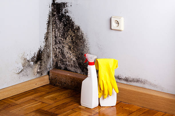 Professional Mold Remediation in Lineville, AL