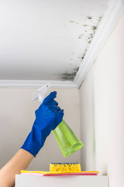 Best Preventive Mold Services in Lineville, AL